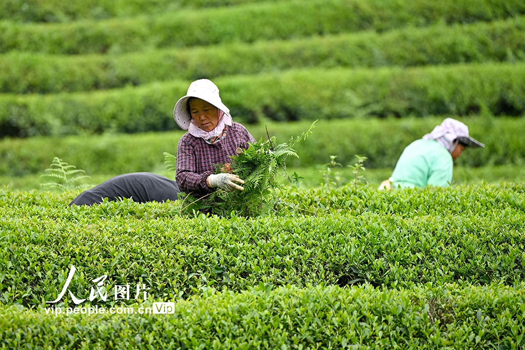 贵州开阳：茶园管护【5】