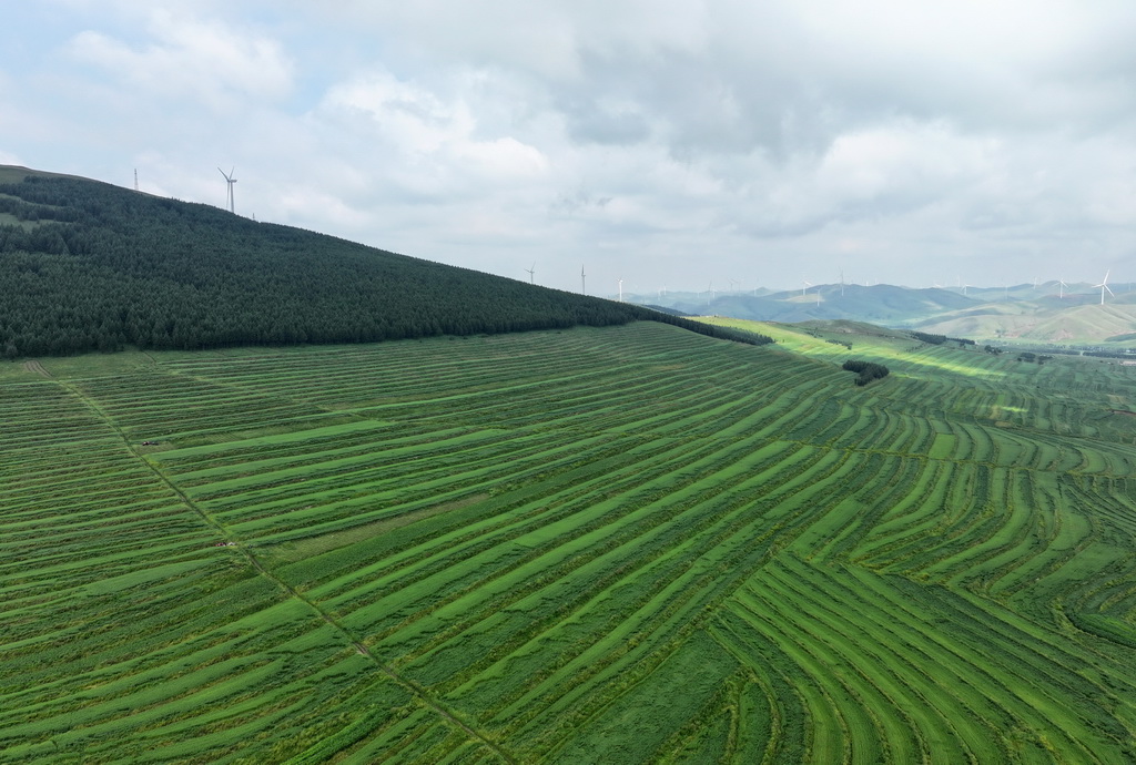 8月8日拍摄的河北省张北县草原天路沿线风光（无人机照片）。