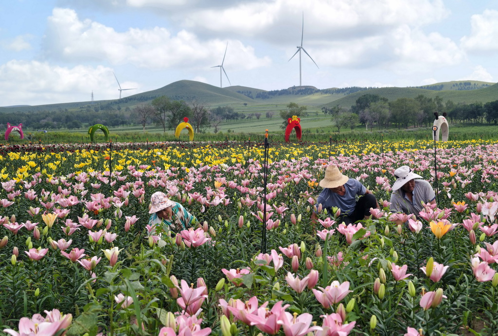 8月8日，农民在河北省沽源县长梁乡大石砬村百合花种植基地管护百合花。