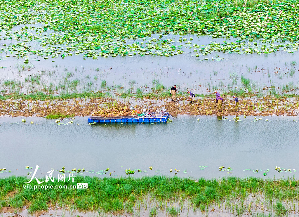 江苏泗洪：栽插蒲草 恢复湿地生态【2】