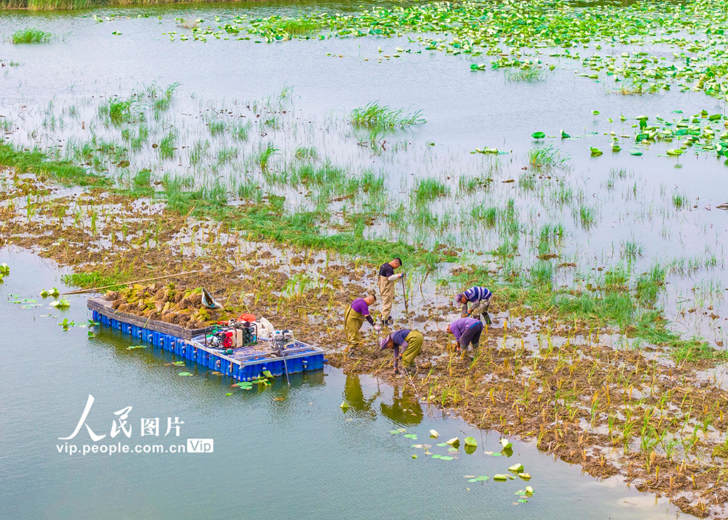 江苏泗洪：栽插蒲草 恢复湿地生态【3】