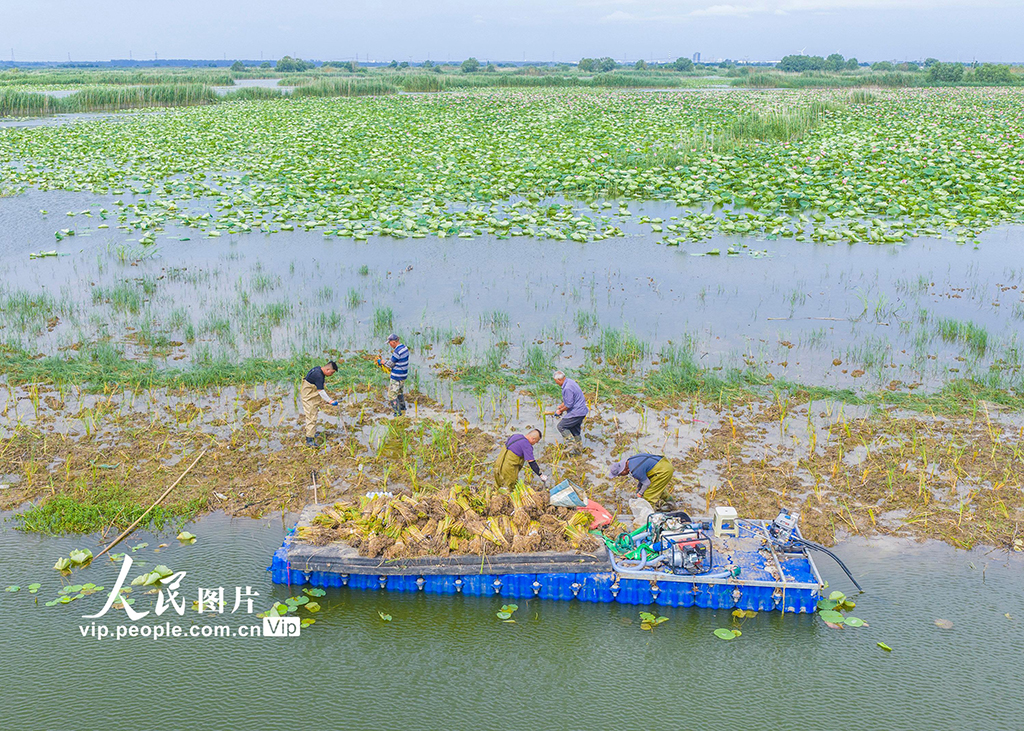 江苏泗洪：栽插蒲草 恢复湿地生态【4】