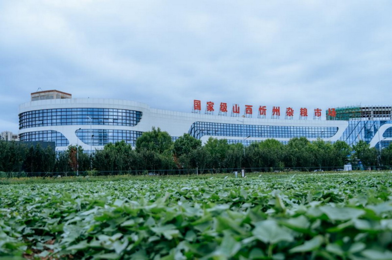 忻州杂粮种植面积广、产量多、品种丰富。邱活摄