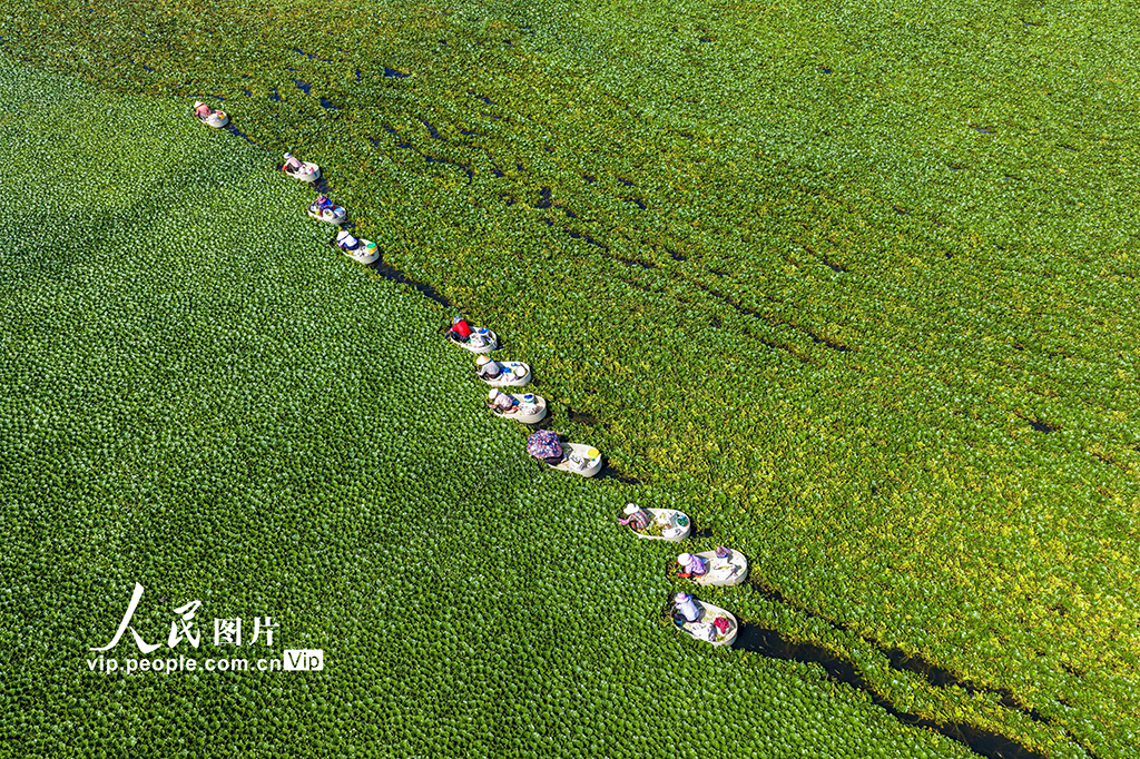 江苏泰州:处暑收获忙【4】