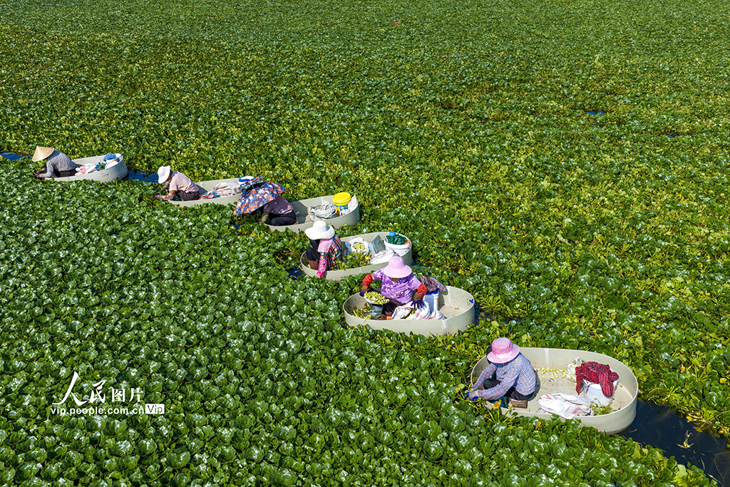 江苏泰州:处暑收获忙【7】