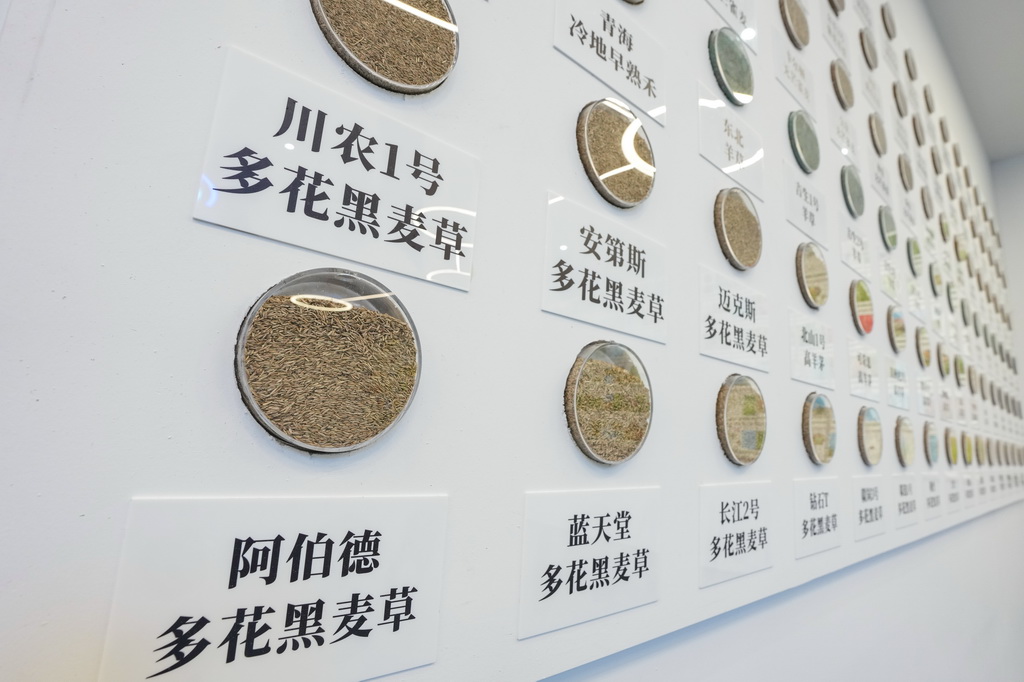 这是9月2日在四川省阿坝藏族羌族自治州红原县川甘青牧草交易中心拍摄的部分草种。