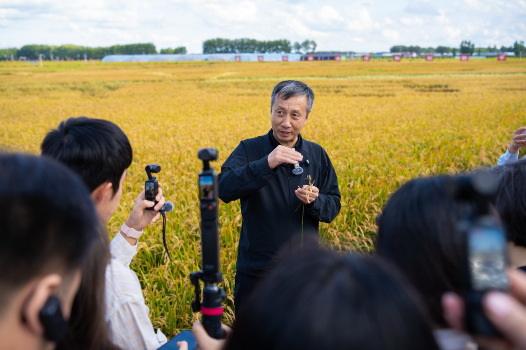 9月1日，绥化市北林区农业技术推广中心主任李连文在盛昌种子繁育有限责任公司水稻种植基地向媒体记者介绍水稻育种工作。