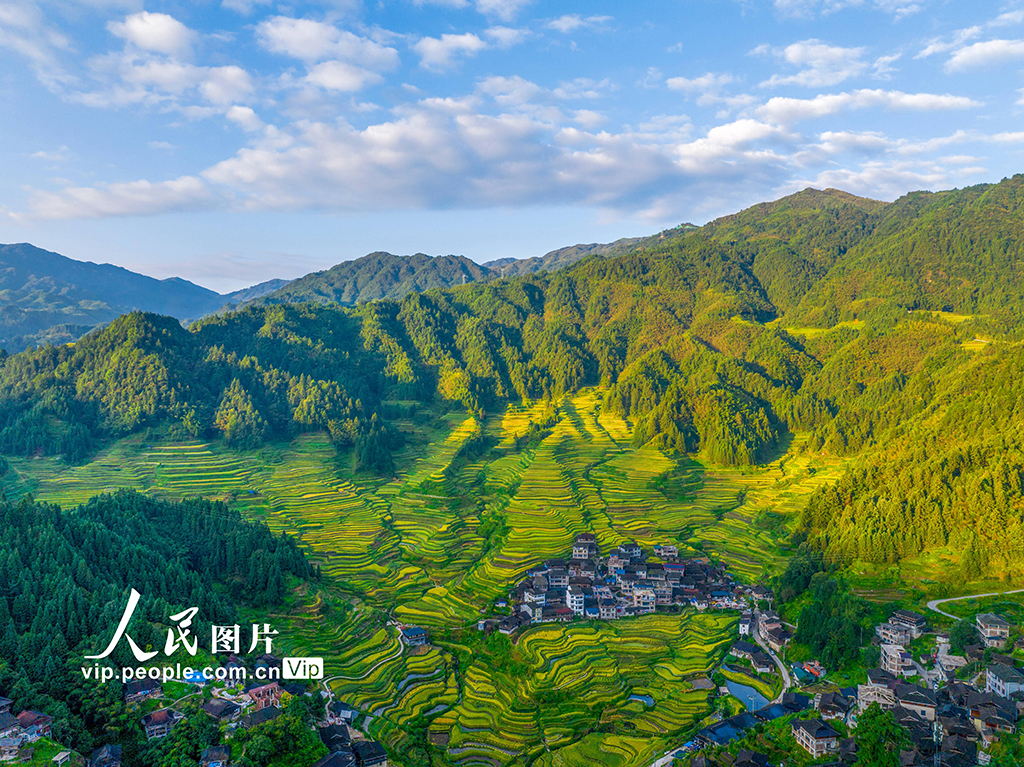 广西融水：万亩梯田迎丰收