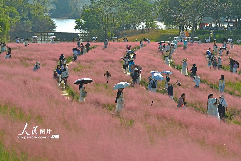 南宁园博园粉色花海进入最佳观赏期【3】