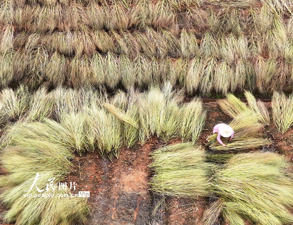 江西泰和：晾晒地肤草【2】