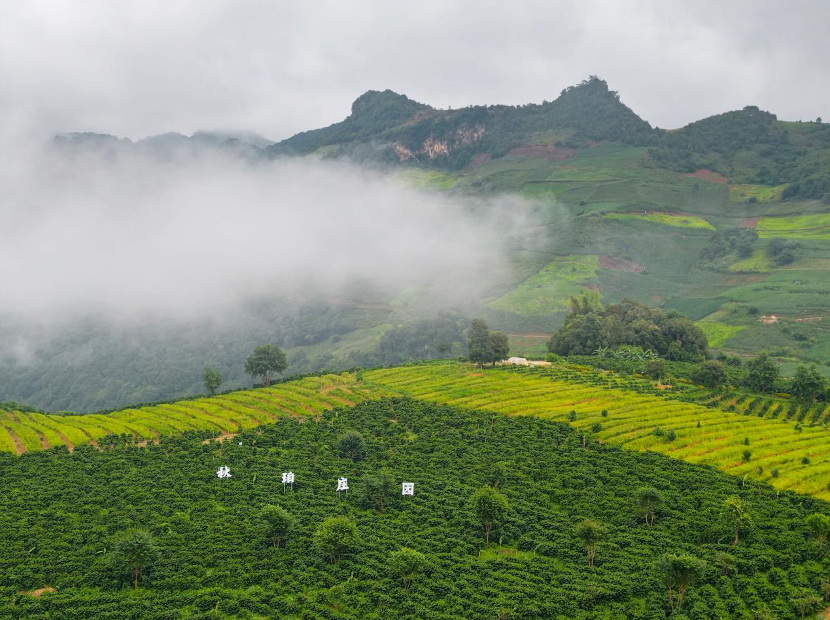 坐落于山坡上的秋珀咖啡庄园种植基地。蒋雨师摄