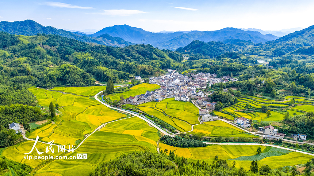 安徽黄山：秋日乡村 丰收画卷【4】