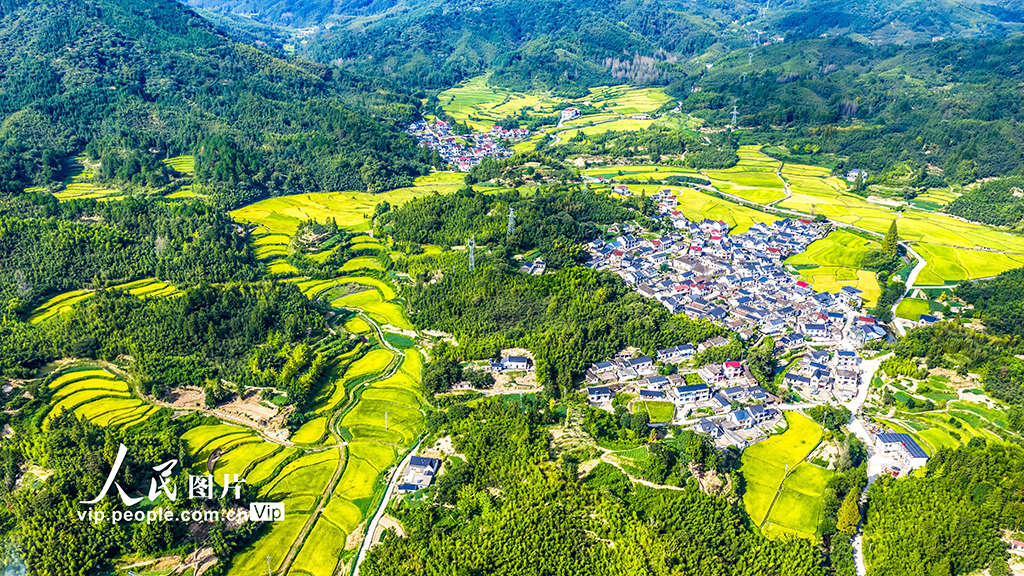 安徽黃山：秋日鄉村 豐收畫卷【2】