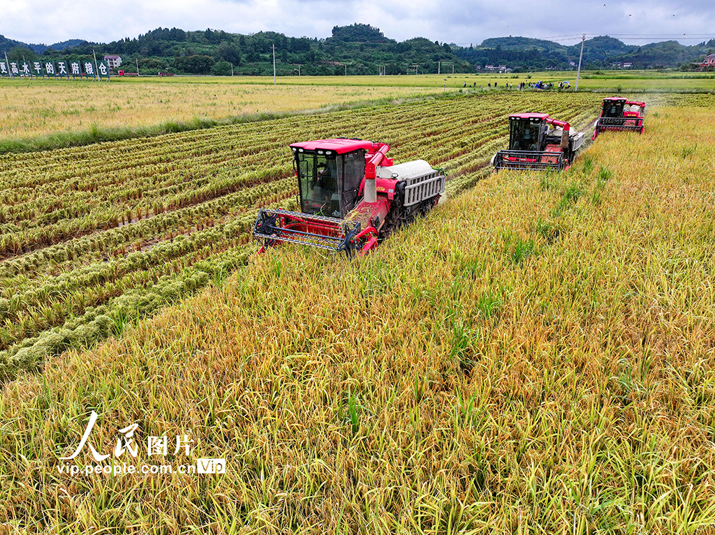 四川仁寿：“稻客”入川助秋收【3】