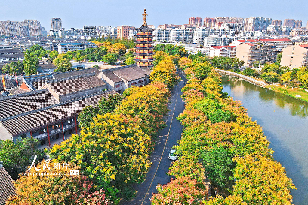 栾树花开 秋意渐浓【2】
