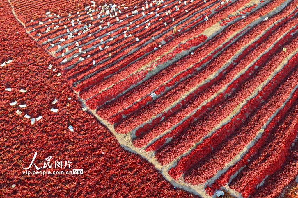 新疆焉耆：火红辣椒铺晒场【2】