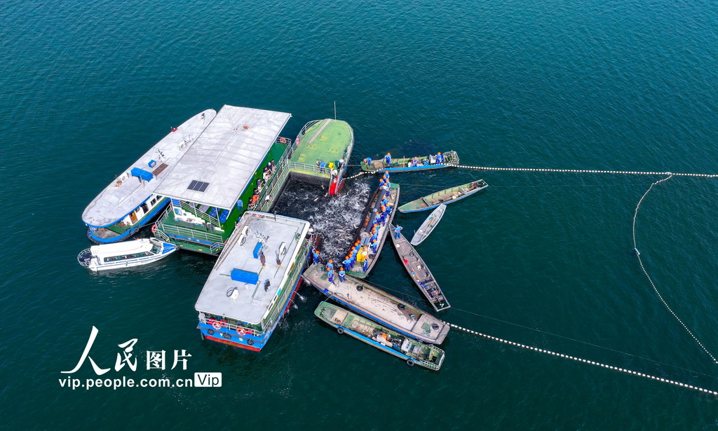 浙江淳安:千岛湖“秋捕第一网”喜获丰收【5】