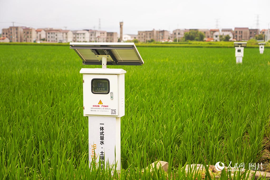 8月20日，浙江省嵊州市高標准農田內，土壤墒情水尺一體化設備助力精准灌溉。人民網 章勇濤攝
