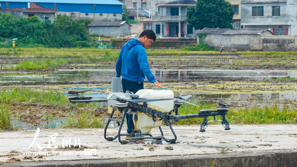 2026年7月23日，廣西柳州市魚峰區裡雍鎮龍江村糧食產業示范基地裡，農戶梁應廣在田間進行植保無人機作業准備。廣西柳州市魚峰區裡雍鎮龍江村糧食產業示范基地千畝稻田裡，呈現一幅科技賦能、農機接力作業的現代農業新圖景。