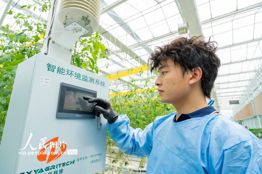 3月11日，江蘇省南通市通州區十總鎮圓宏萬嘉智慧農業基地的智能大棚內，工人通過智能環境監測系統實時掌握棚內溫濕度等數據信息。翟慧勇攝（人民圖片網）