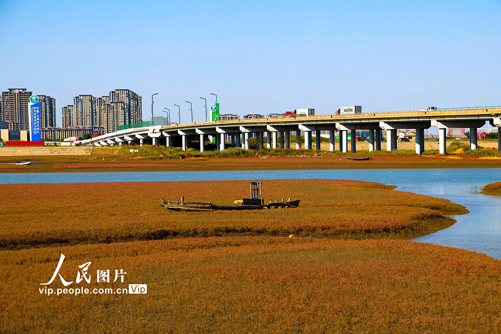 山东青岛：红海滩缤纷绚丽 生态美铺展河海【2】