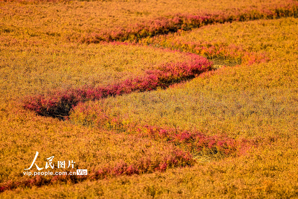 山東青島:紅海灘繽紛絢麗 生態美鋪展河海【4】