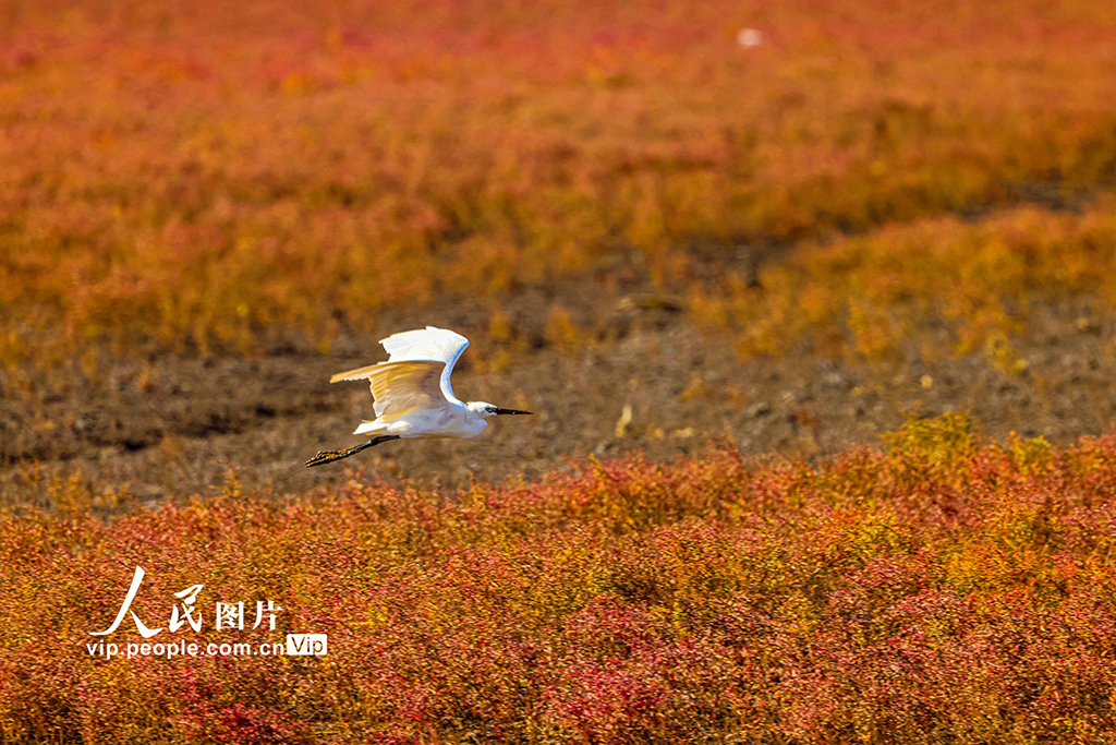 山東青島：紅海灘繽紛絢麗 生態美鋪展河海【6】