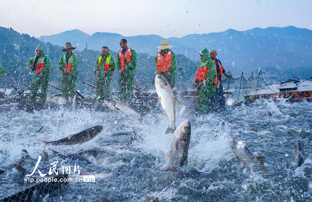江西新余：秋捕魚躍人歡【6】