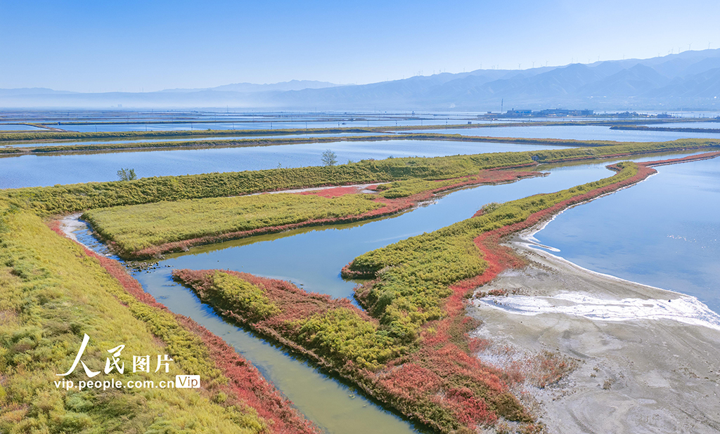 山西运城：盐湖湿地碱蓬草灿若红霞【4】