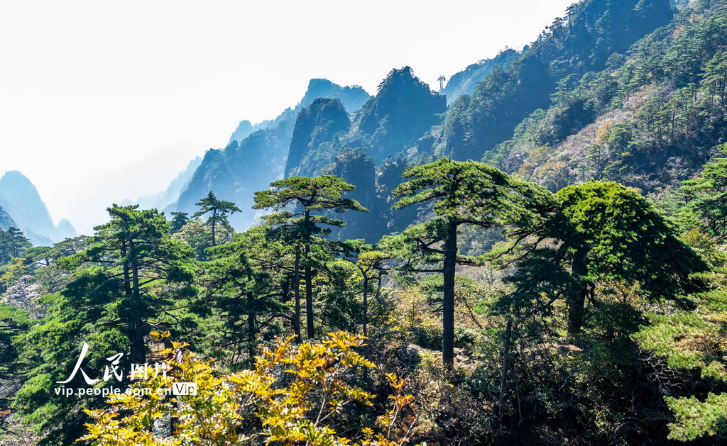 安徽：秋染黄山 层峰叠翠引客来【2】