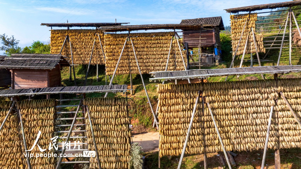 贵州从江：晒丰收【4】