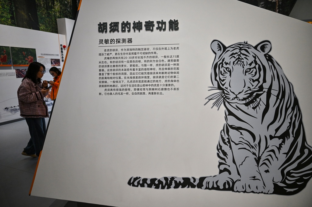 10月12日，观众参观东北虎豹国家公园东宁科普宣教中心。