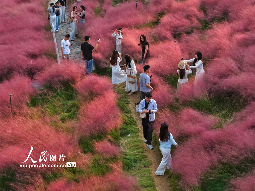 山东泰安：粉黛乱子草绽放秋日浪漫【2】