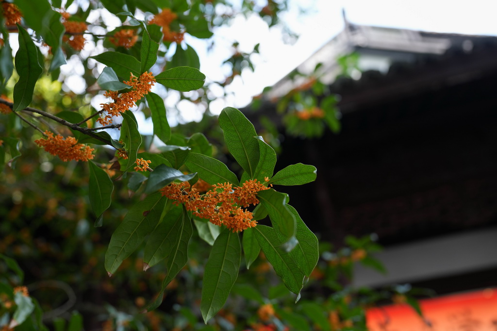 这是10月14日在杭州西湖景区平湖秋月景点拍摄的桂花。