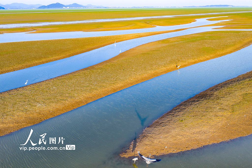 江西都昌：鄱湖秋色 生态画卷【5】