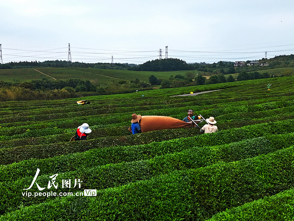 江西赣江新区:机采秋茶忙【2】