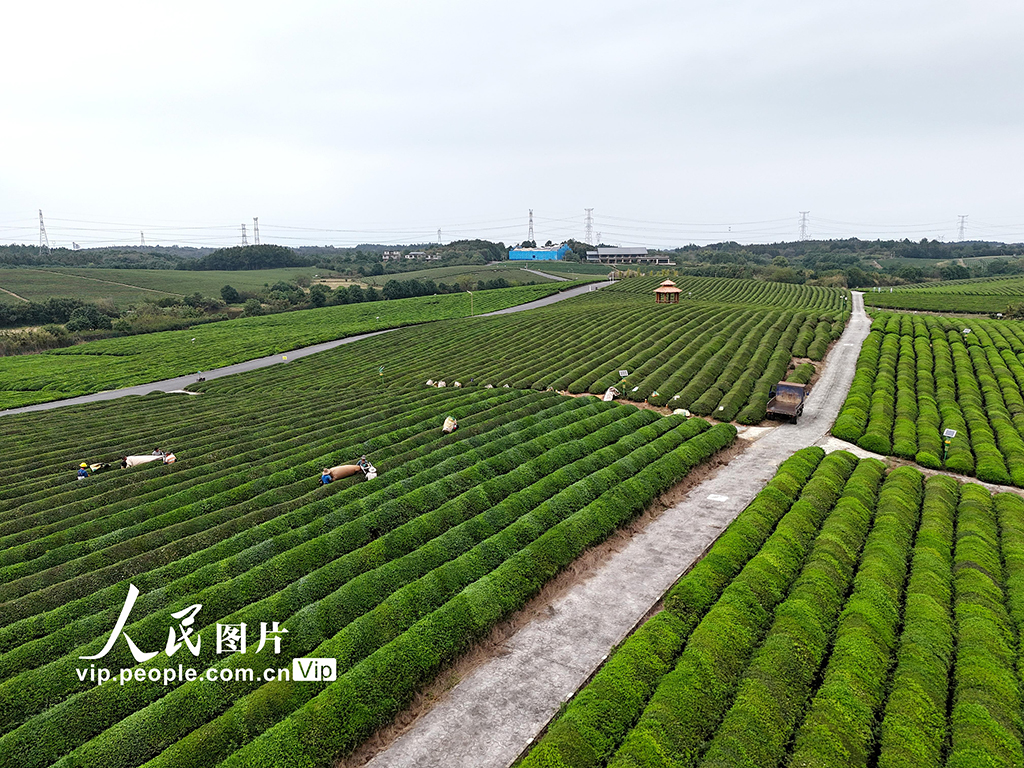 江西赣江新区:机采秋茶忙【3】