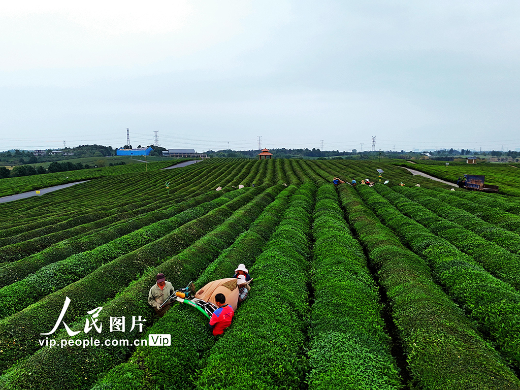 江西赣江新区:机采秋茶忙【4】