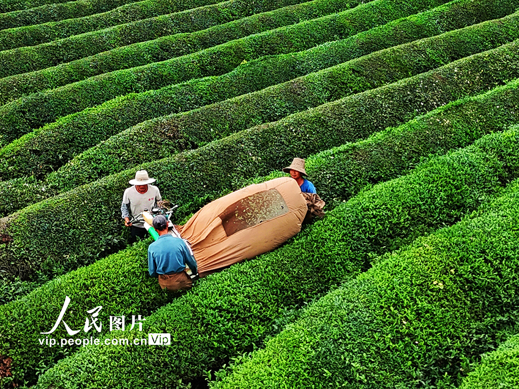 江西赣江新区:机采秋茶忙【5】
