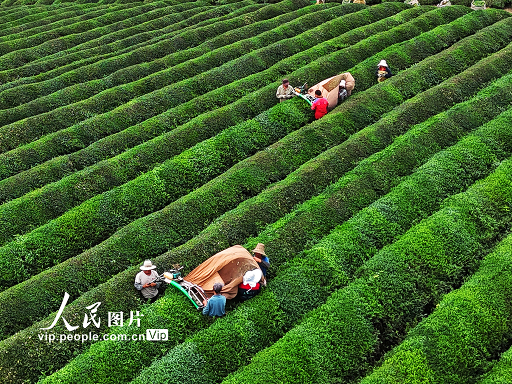 江西赣江新区:机采秋茶忙【6】