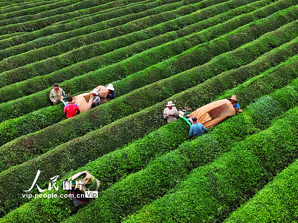 江西赣江新区:机采秋茶忙【7】