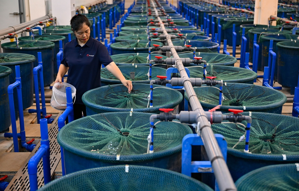 10月20日，在海南宝路水产科技有限公司临高分公司马袅基地，工作人员给繁殖桶内的罗非鱼喂食。