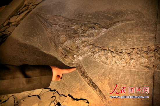 铺的这条新中国龙化石头上的两只角为我国首次发现