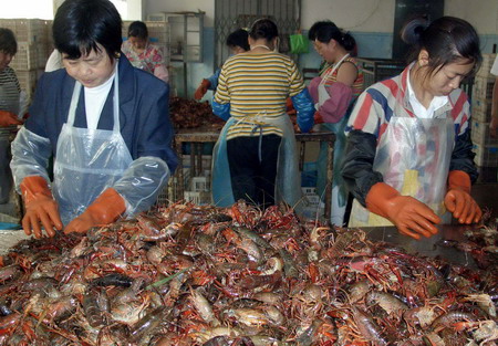 组图:江苏洪泽湖小龙虾生产加工进入旺季