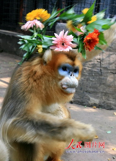 组图:济南动物园金丝猴老寿星喜过父亲节 (4)