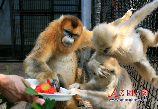 组图:济南动物园金丝猴老寿星喜过父亲节