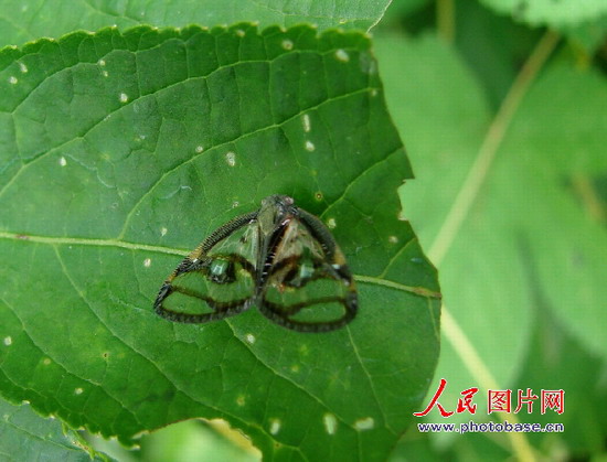 江西吉安发现奇特昆虫