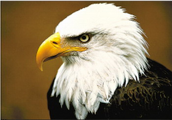 美国国会在立国之初认为白头鹰象征着自由,力量和勇气,因此在1782年把