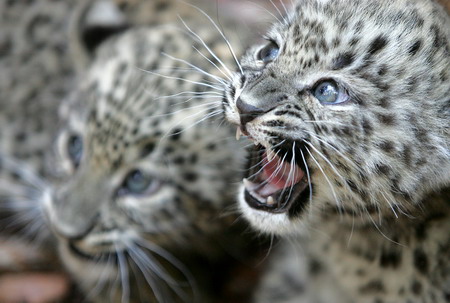 组图:匈牙利豹宝宝的初次亮相