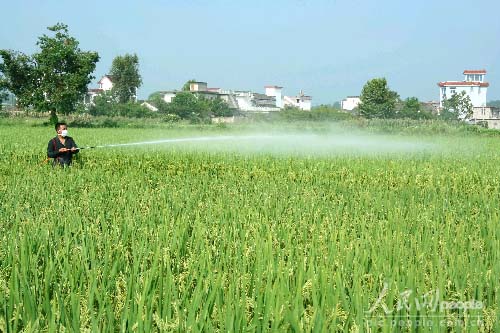 网络大赛摄影作品:水稻病虫害统防统治效果好